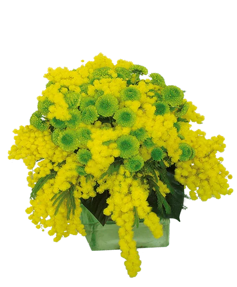 Mazzo mimosa